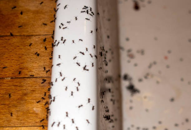 Best Termite Control Services  in Cherryvale, KS